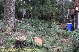 tree felling - january 2016